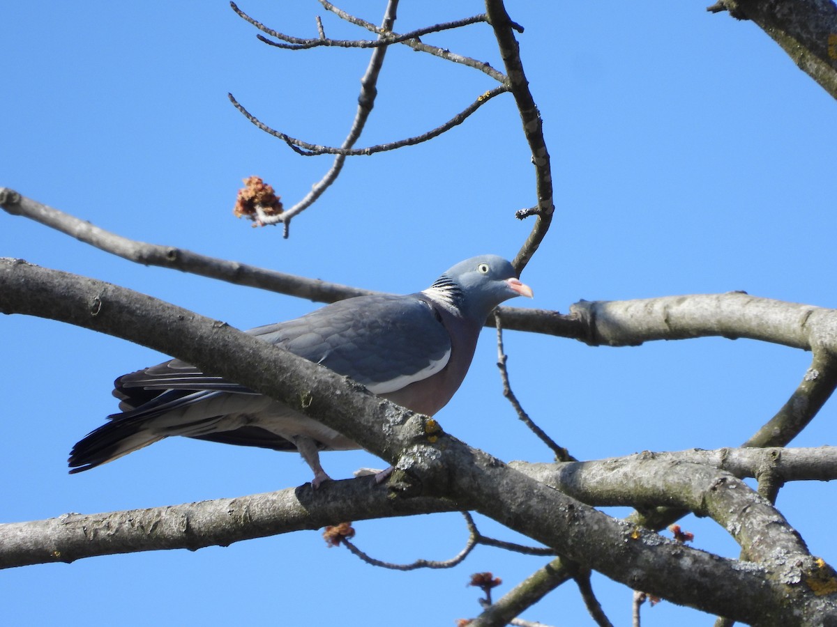 Common Wood-Pigeon - ML421505371