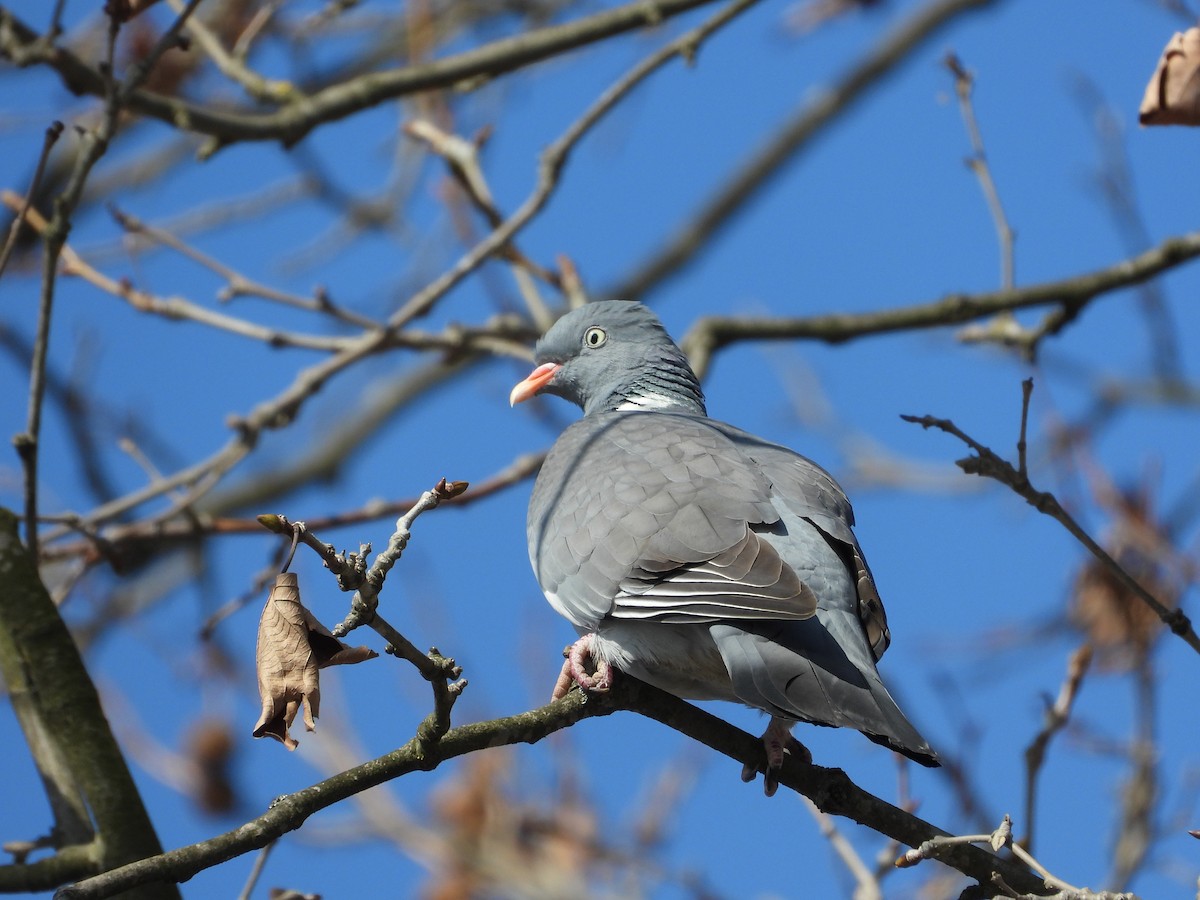 Common Wood-Pigeon - ML421505381