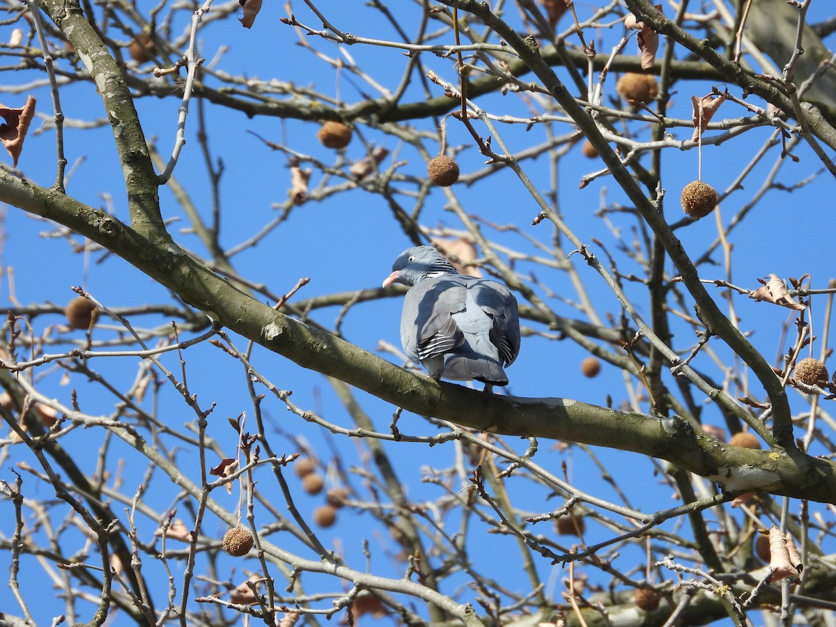 Common Wood-Pigeon - ML421505411