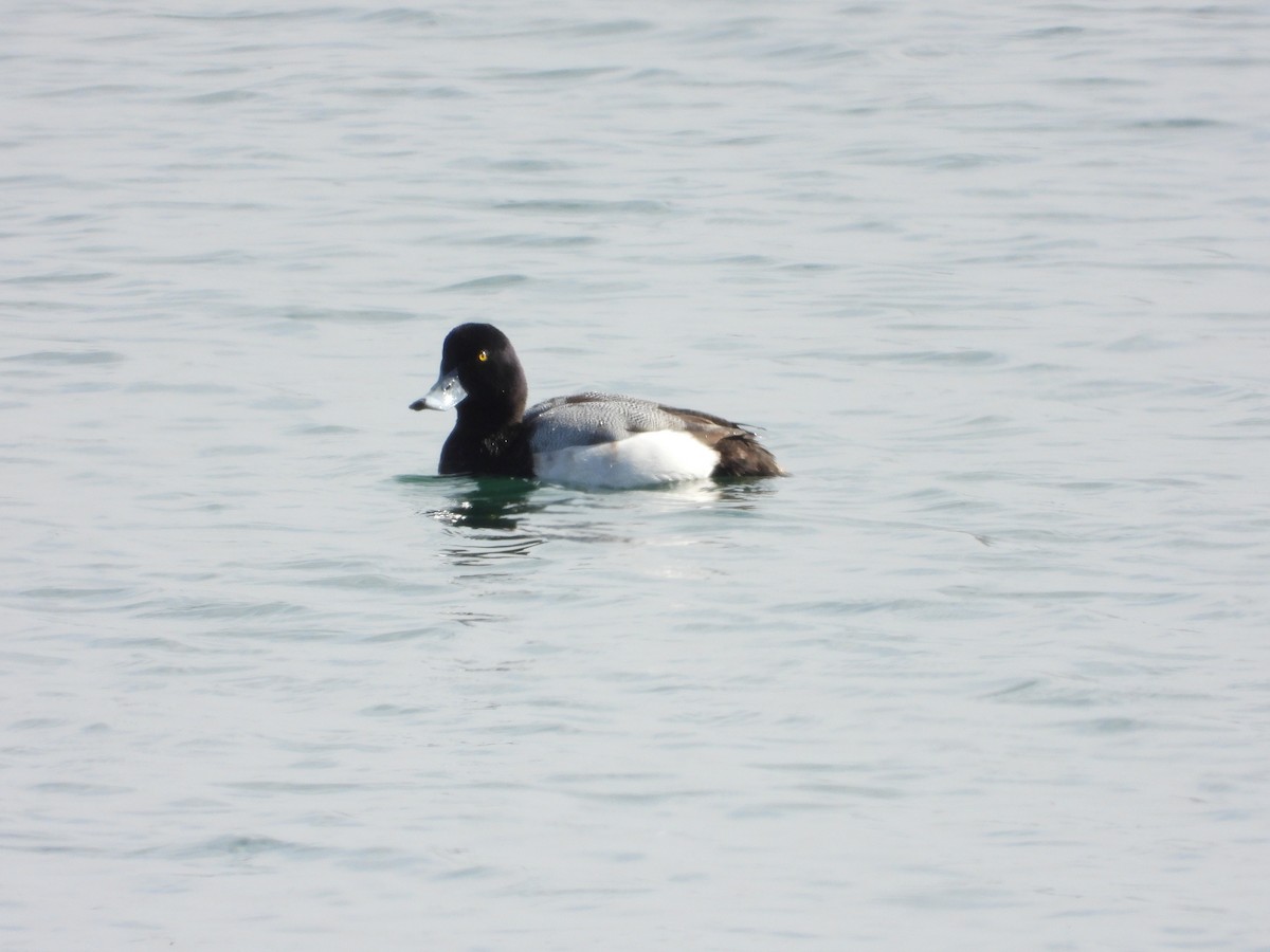 Greater Scaup - ML421505451