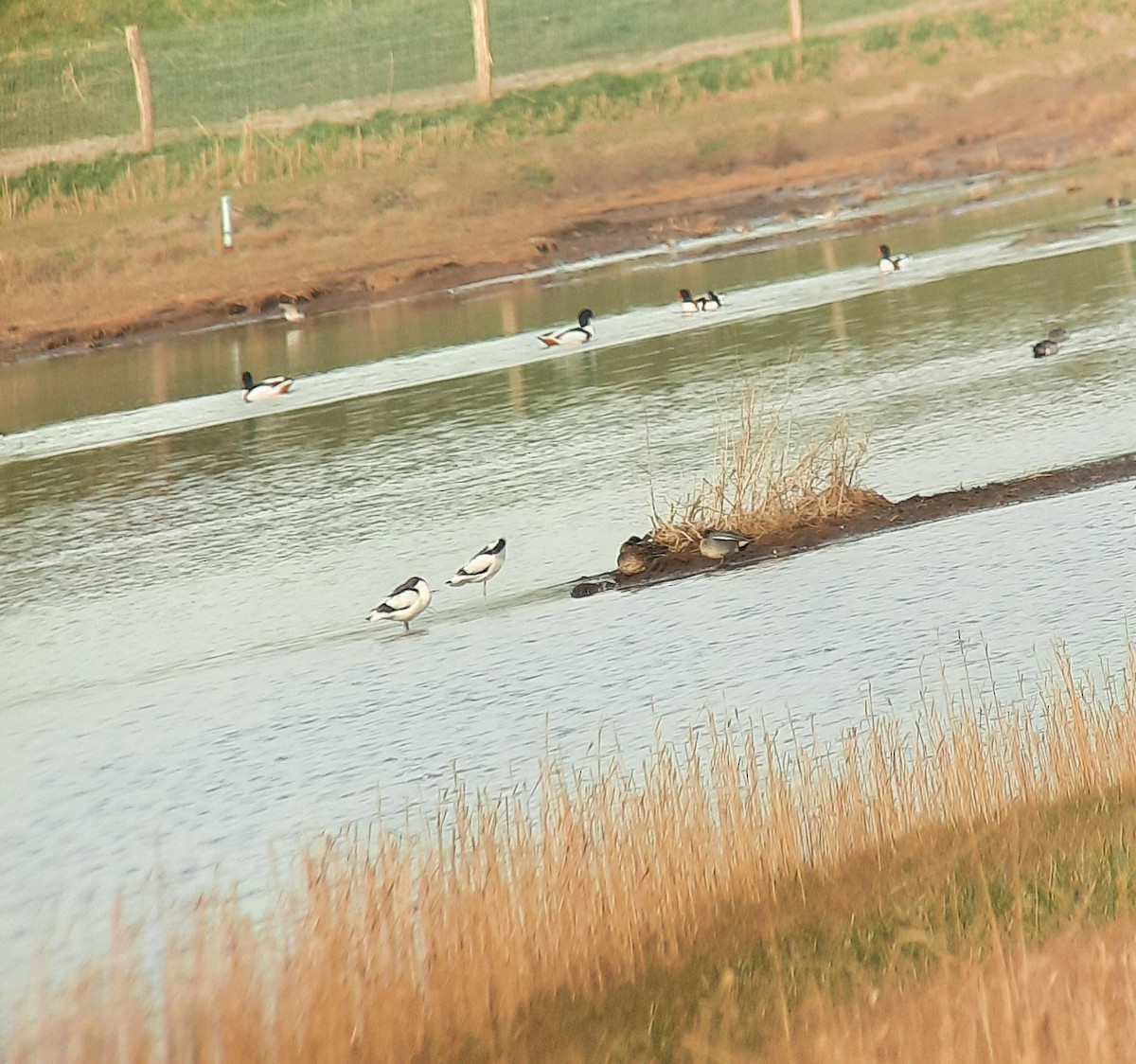 Common Shelduck - ML421505581