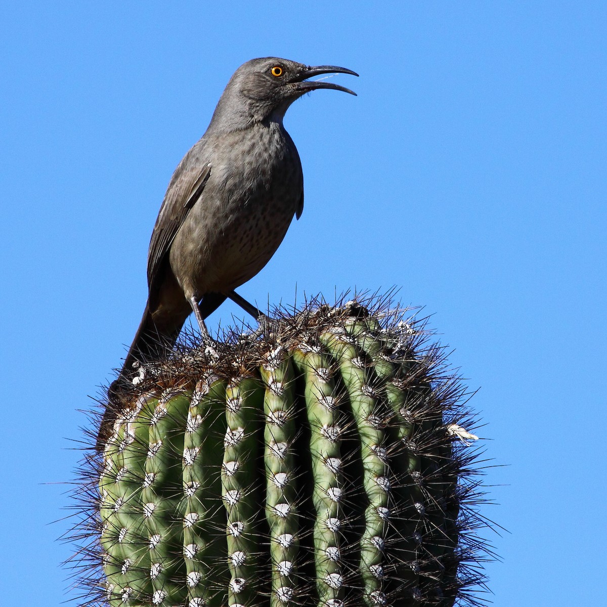 Curve-billed/Bendire's Thrasher - gord smith