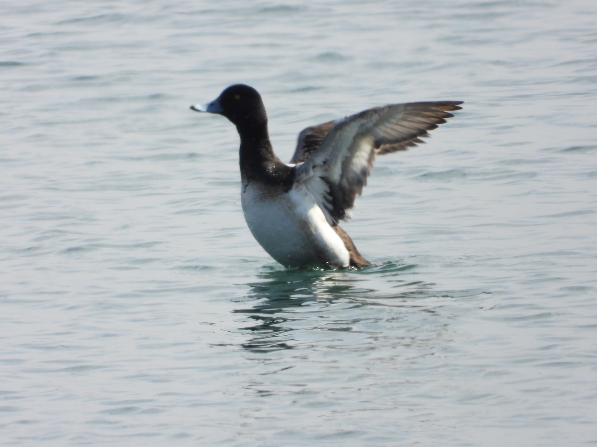 Greater Scaup - ML421505721