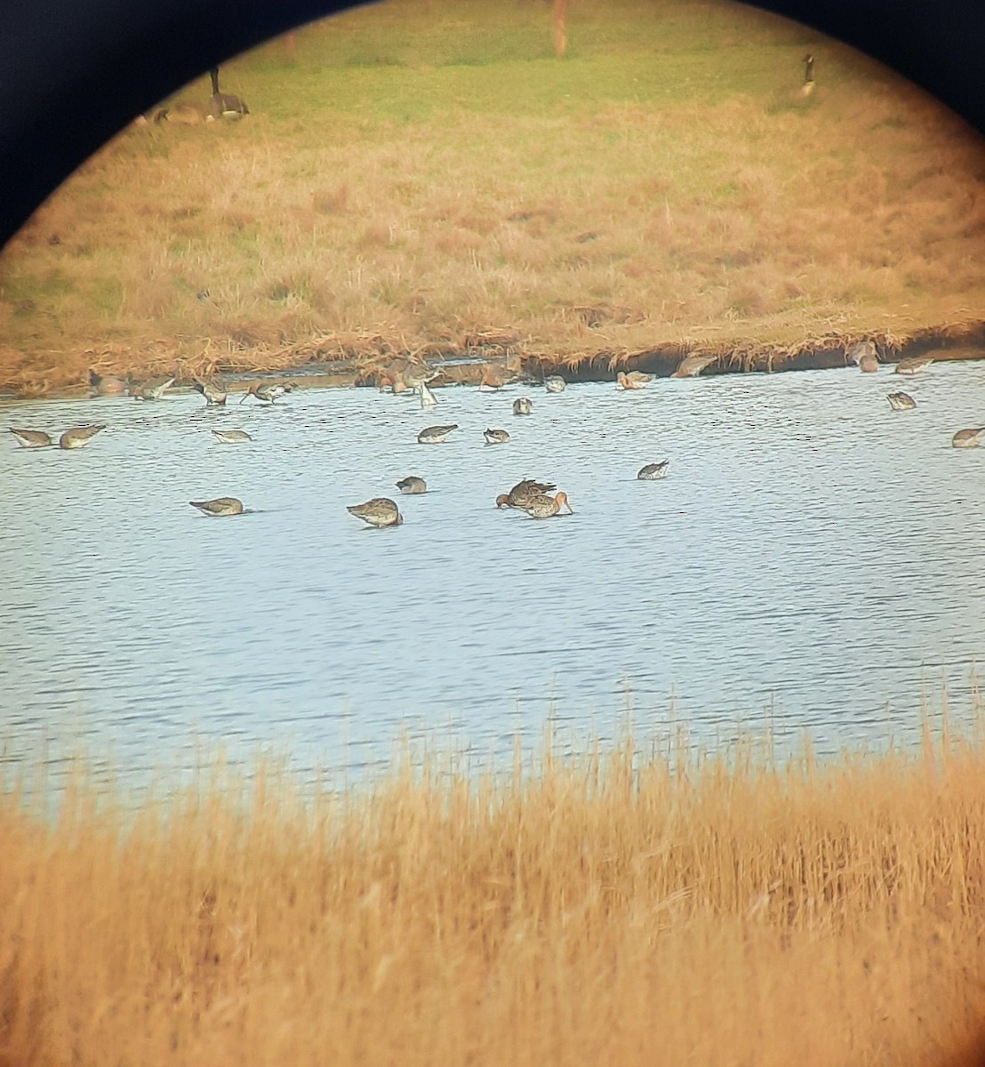 Black-tailed Godwit - ML421505731