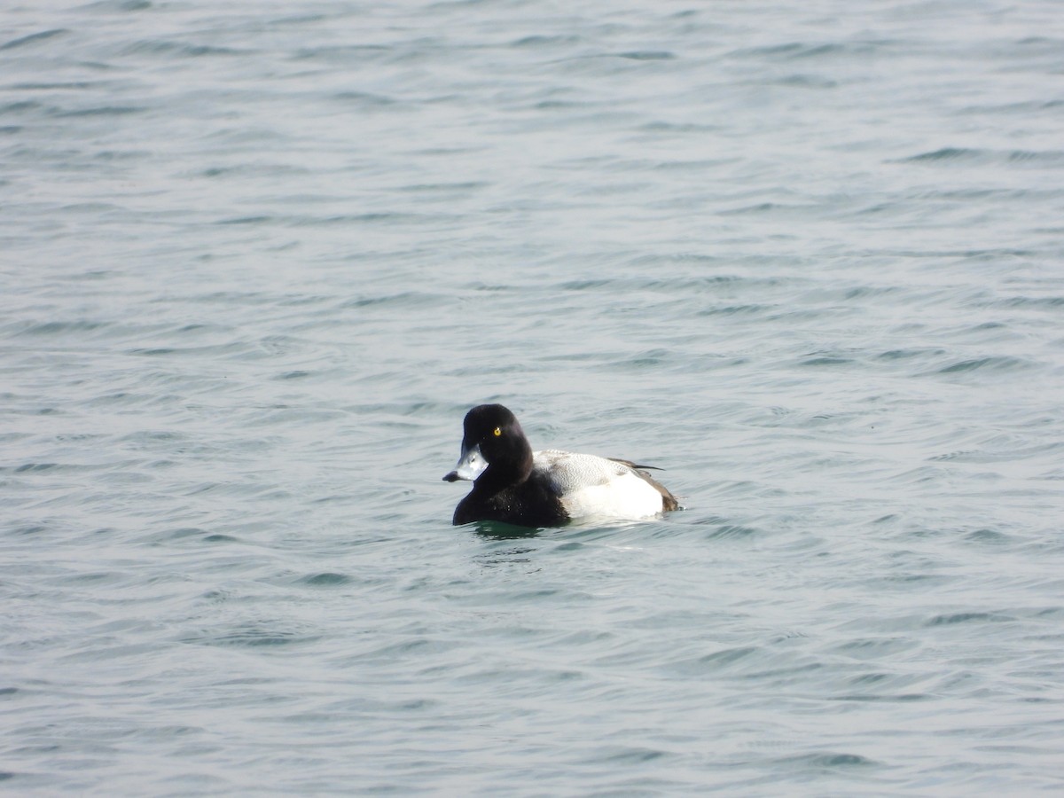 Greater Scaup - ML421505791