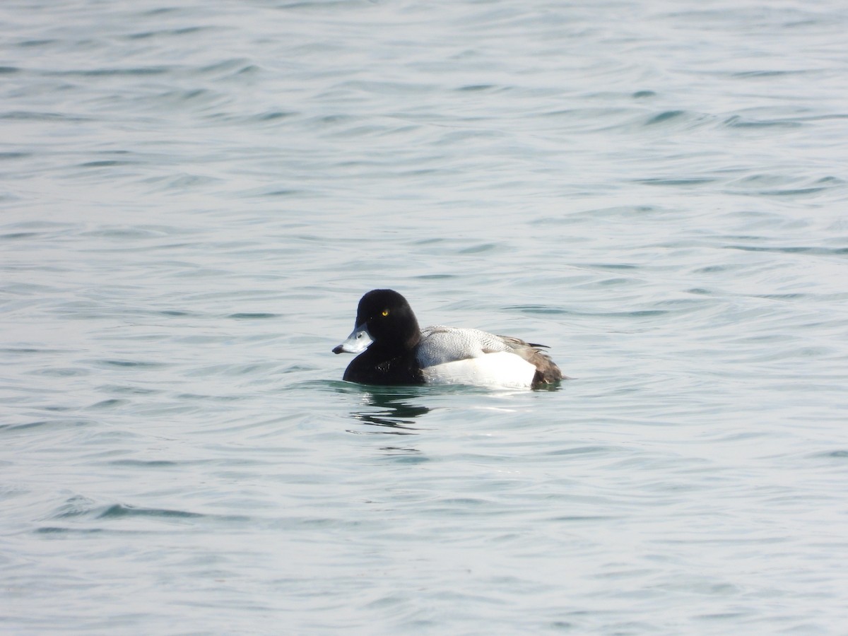 Greater Scaup - ML421505921