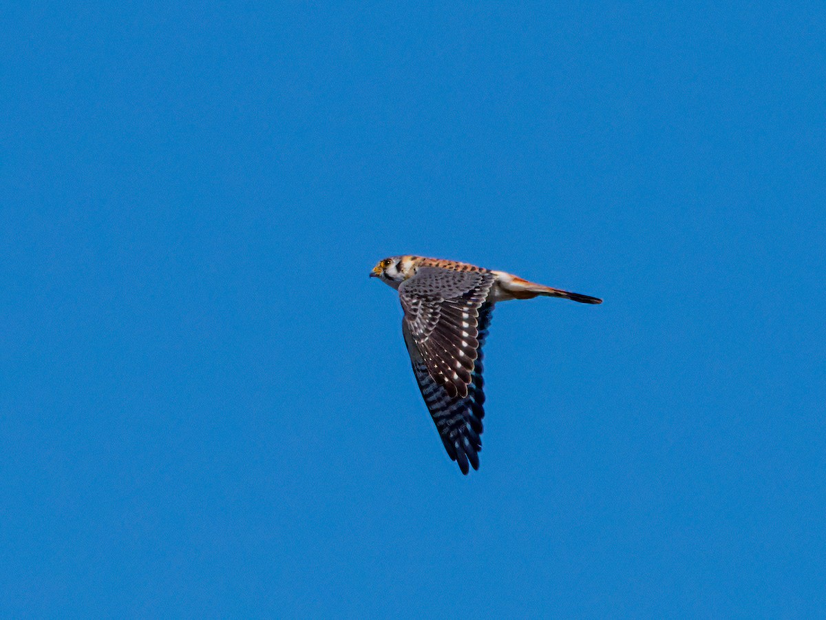 American Kestrel - Abe Villanueva