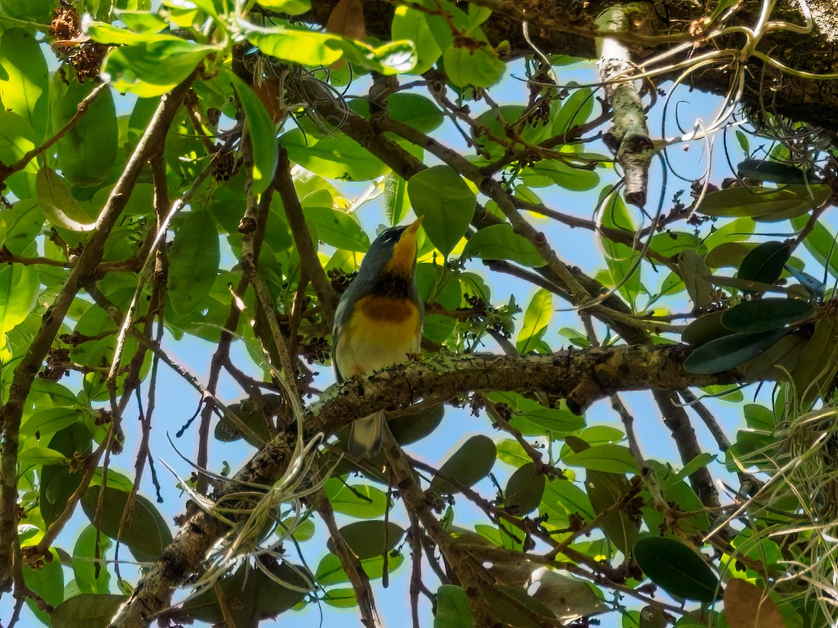 Northern Parula - ML421507301