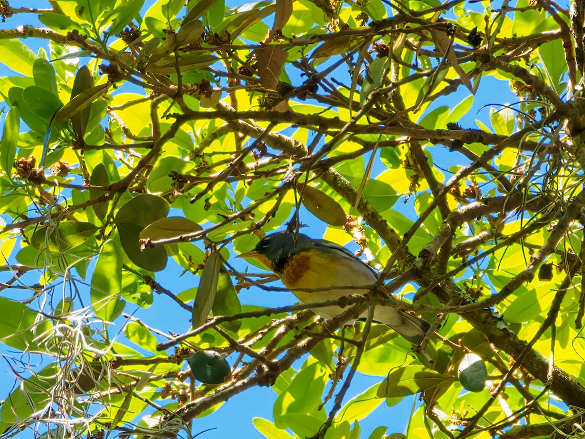 Northern Parula - ML421507311