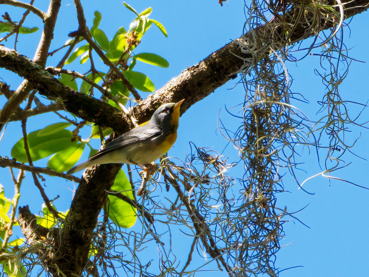 Northern Parula - Abe Villanueva