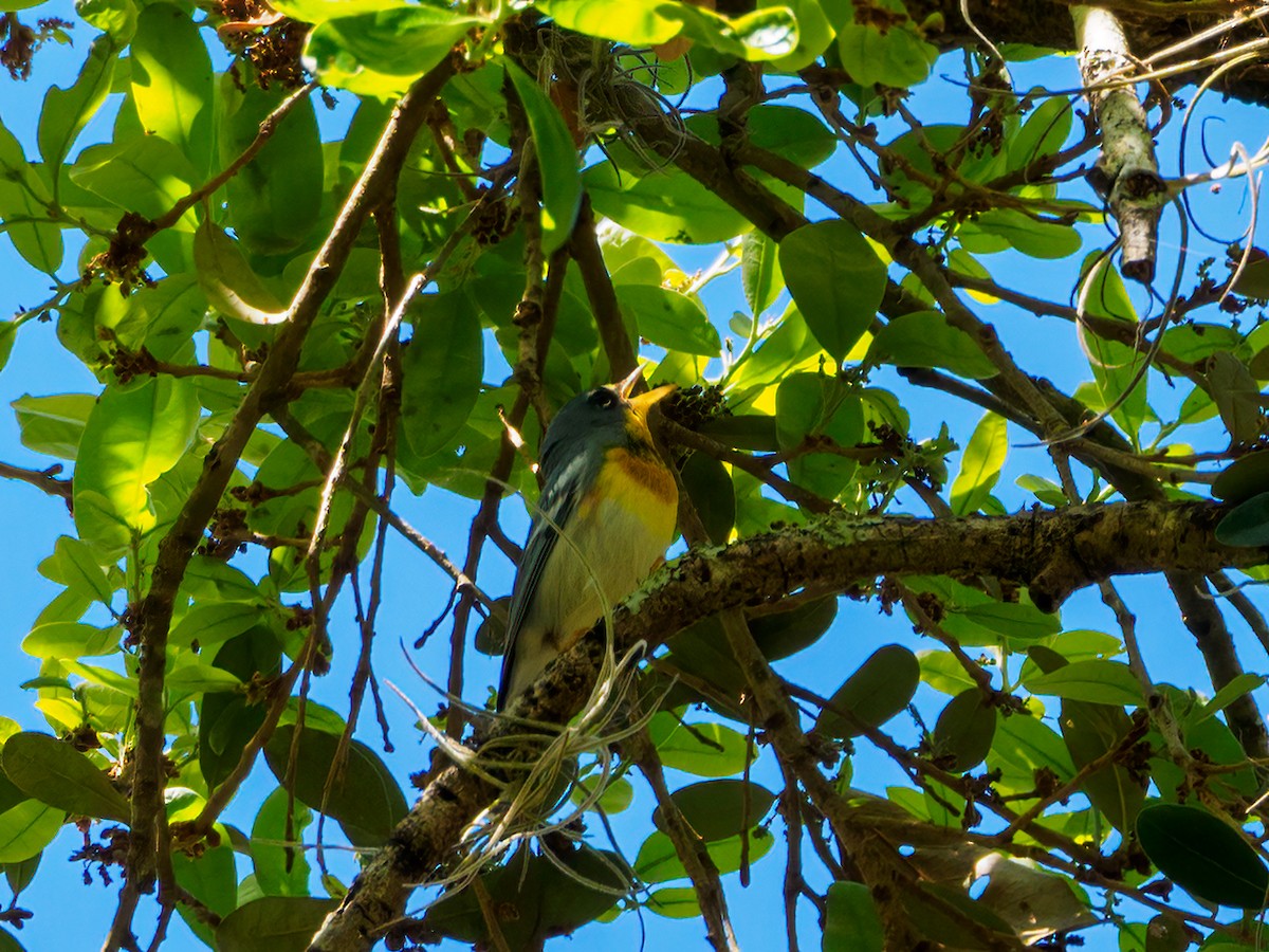 Northern Parula - ML421507381