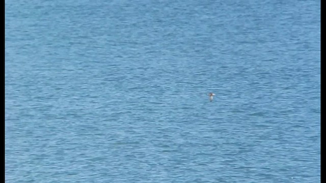 Manx Shearwater - ML421507761