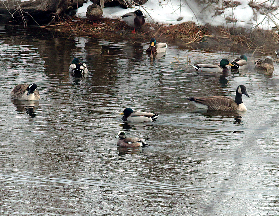 American Wigeon - ML421509261