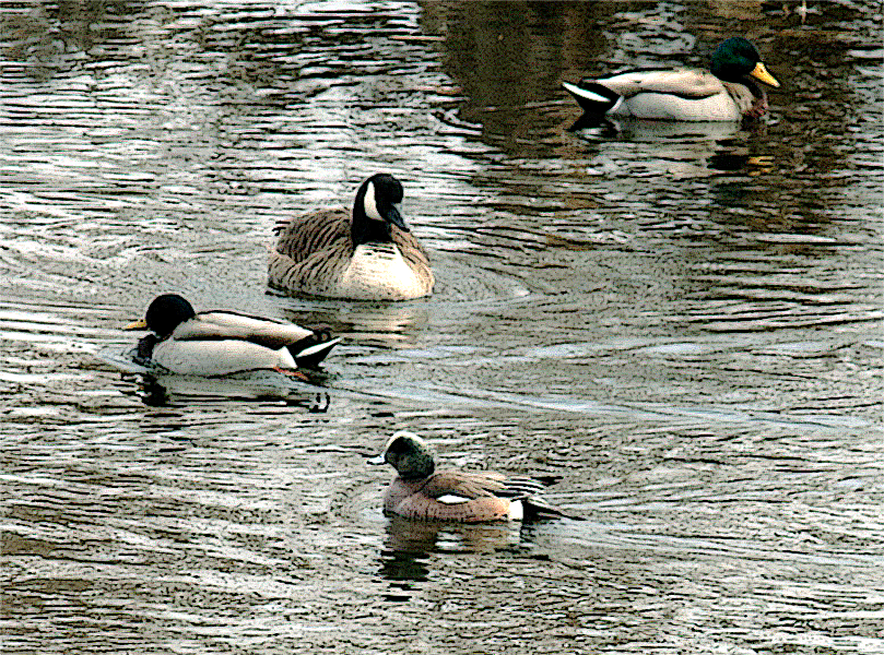 American Wigeon - ML421509271