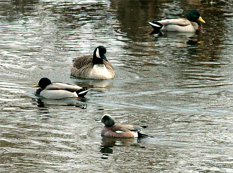 American Wigeon - ML421509281