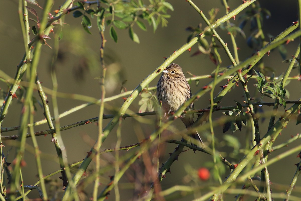 Cirl Bunting - ML421509801