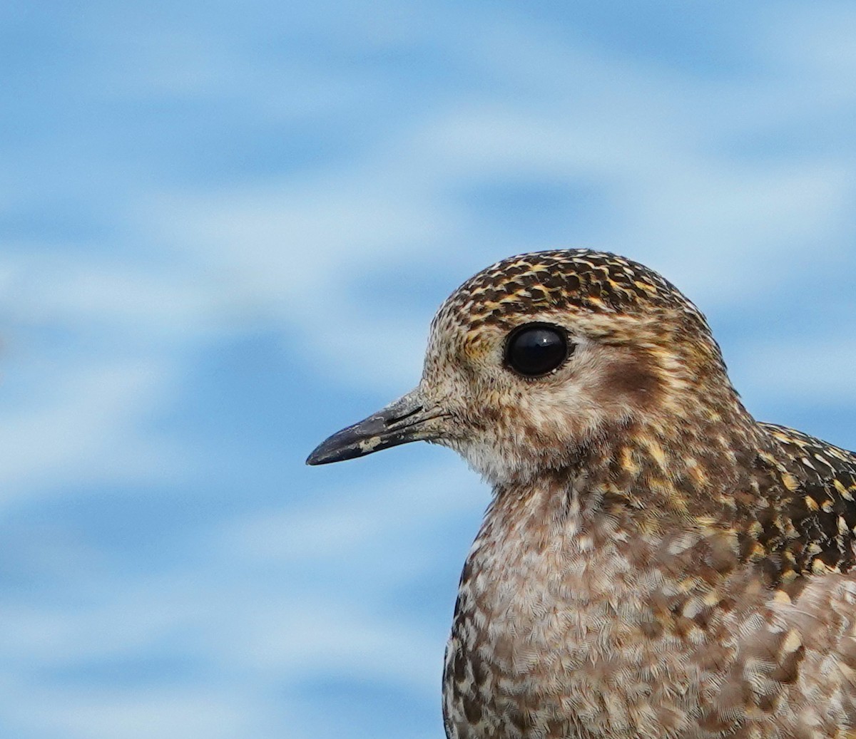 European Golden-Plover - ML421509951