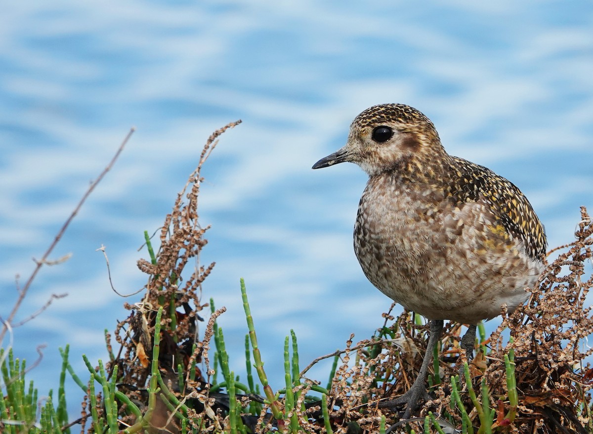 European Golden-Plover - ML421509961