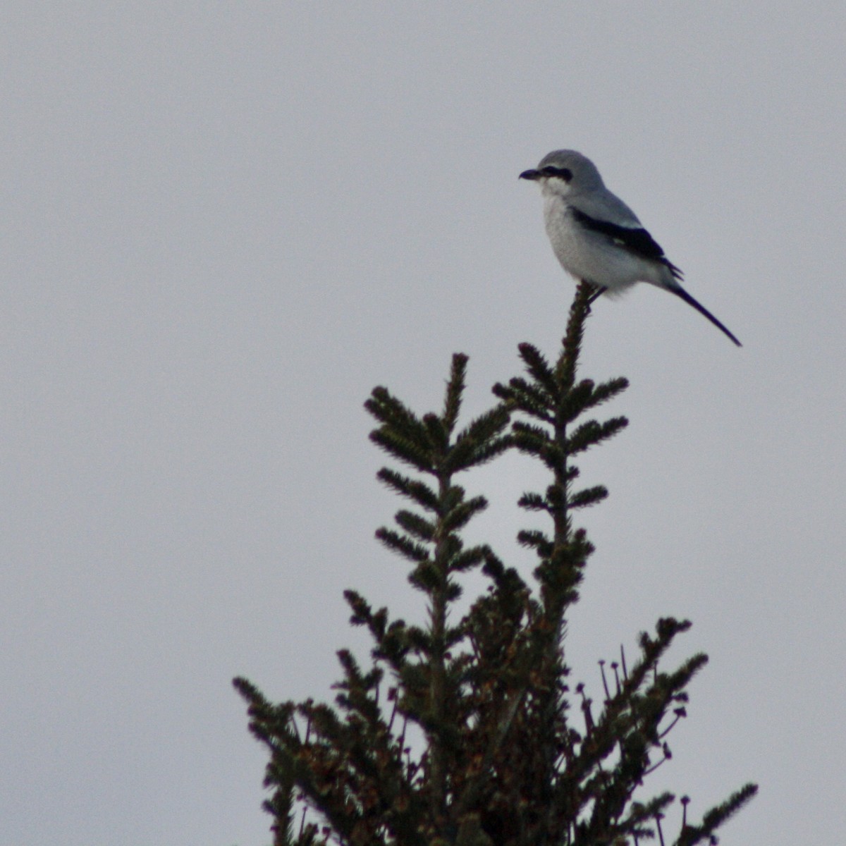 Northern Shrike - Leah Dodd