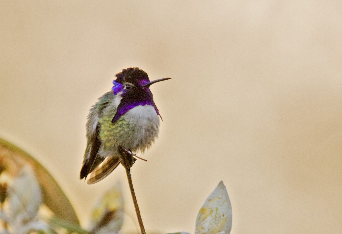 Costa's Hummingbird - Peter Candido