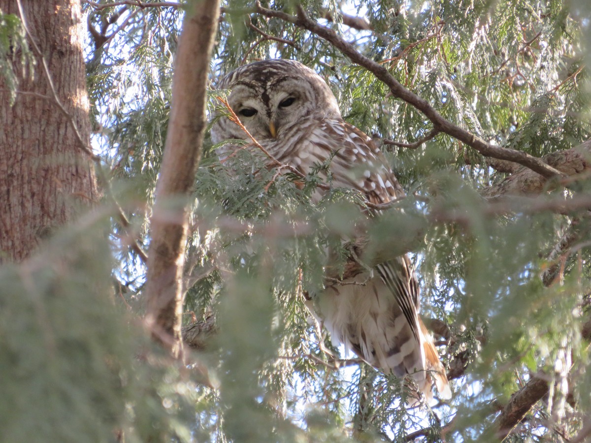 Barred Owl - ML421512631