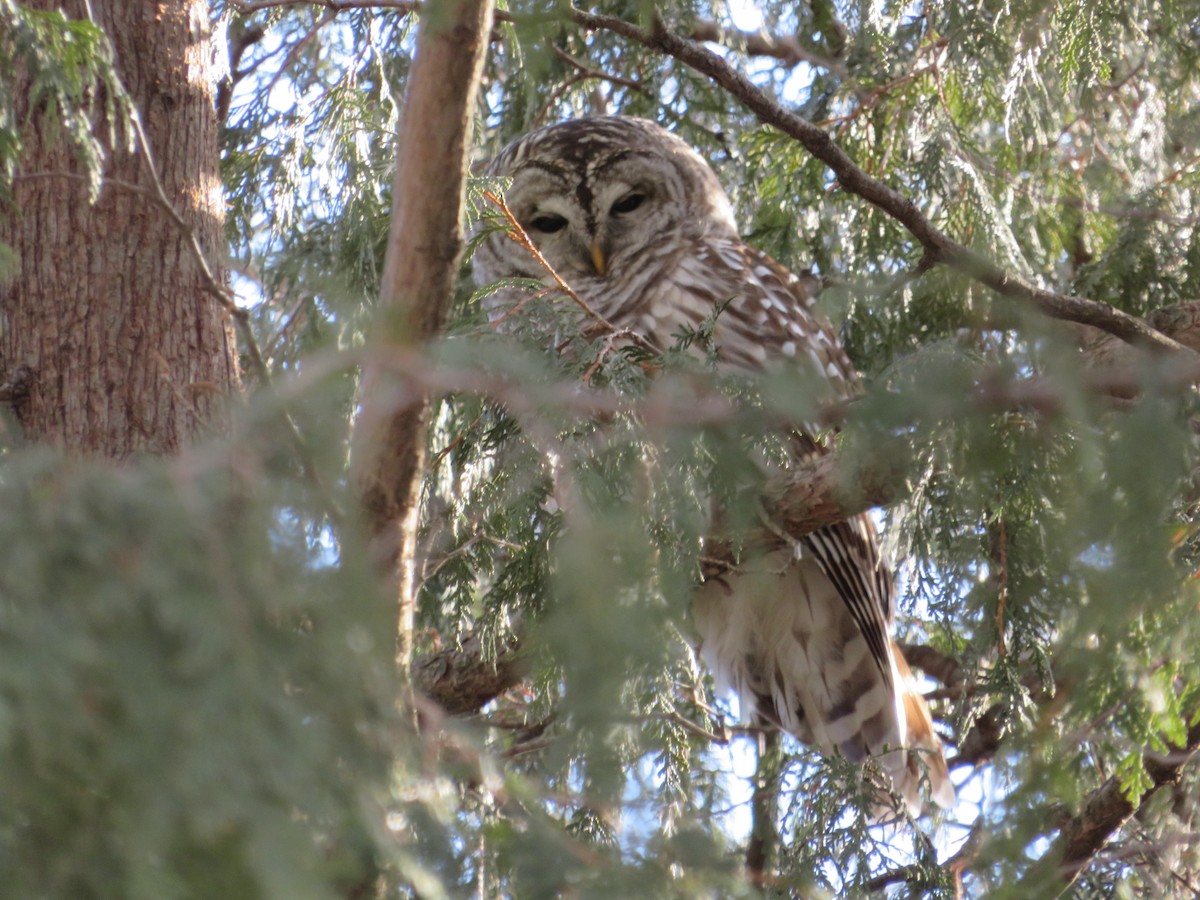 Barred Owl - ML421512641