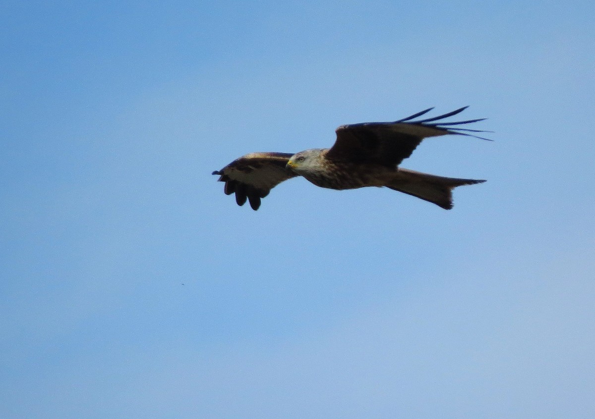 Red Kite - Víctor Salvador Vilariño