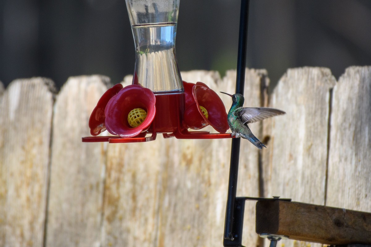 Broad-billed Hummingbird - ML421525641