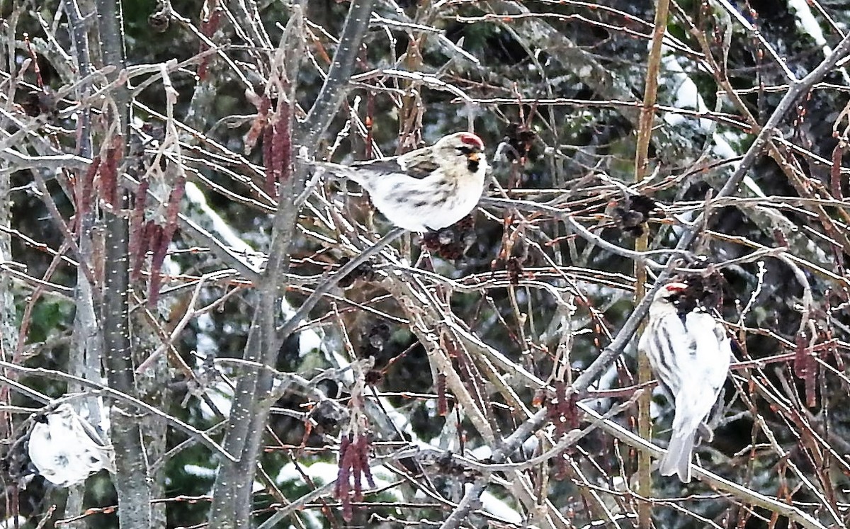 Common Redpoll - ML421526181