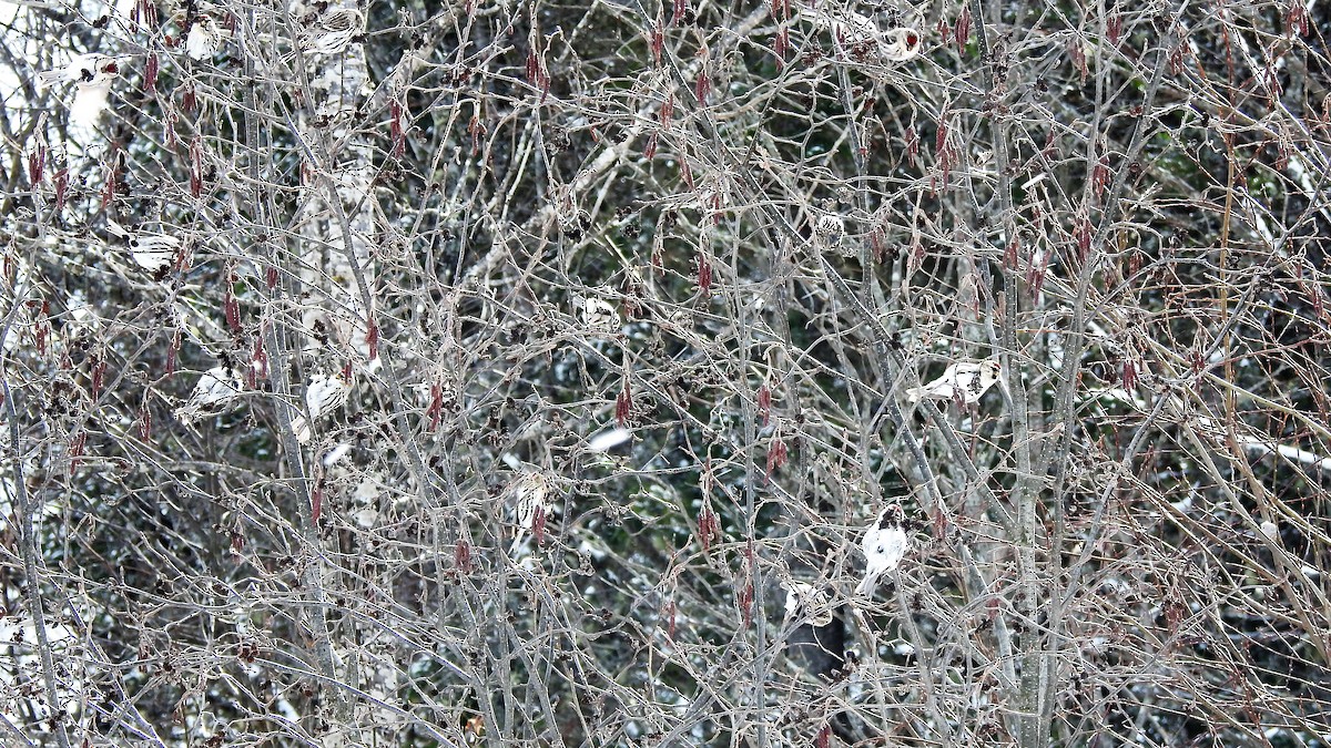 Common Redpoll - ML421526191