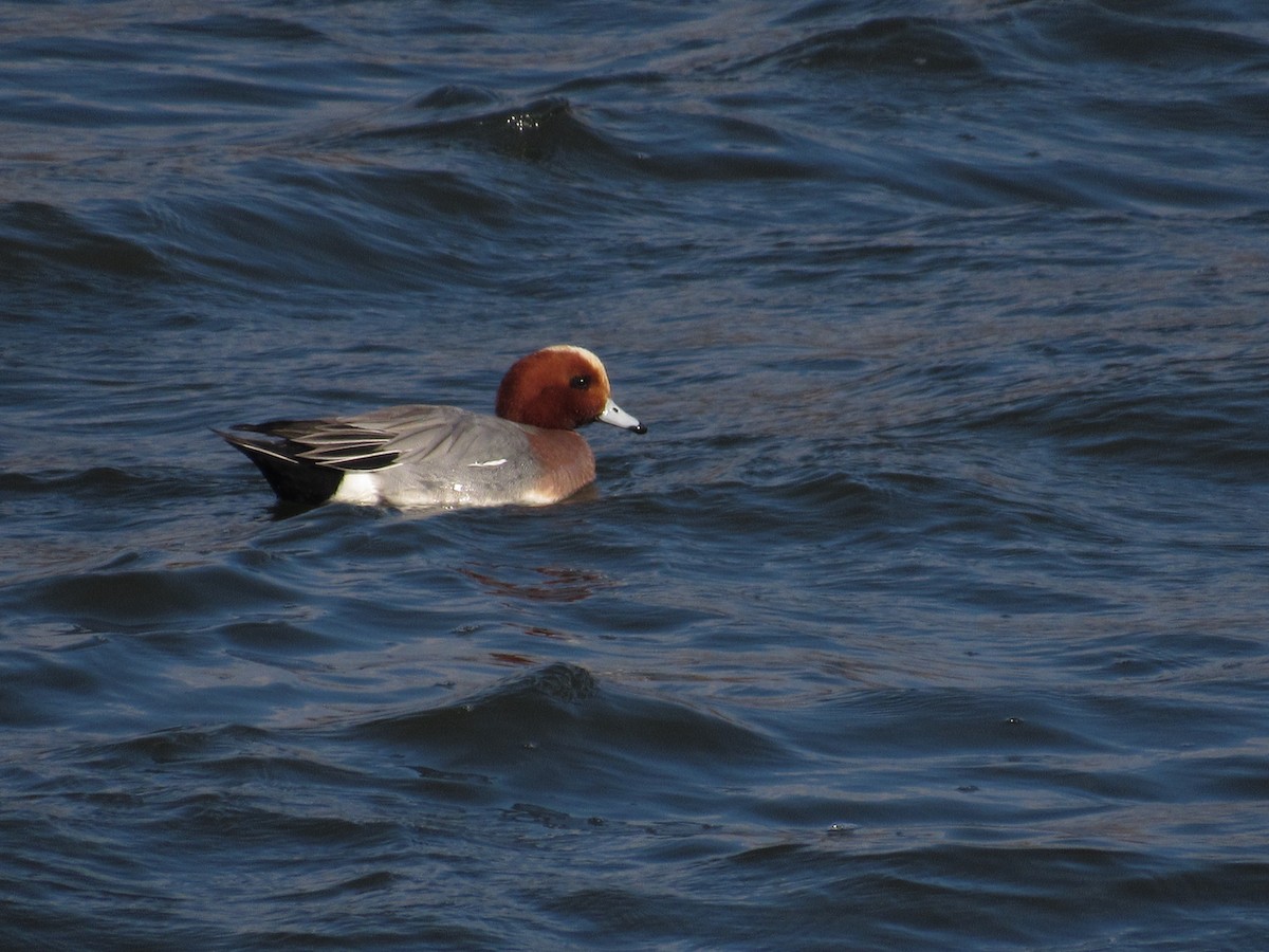 Canard siffleur - ML421526291