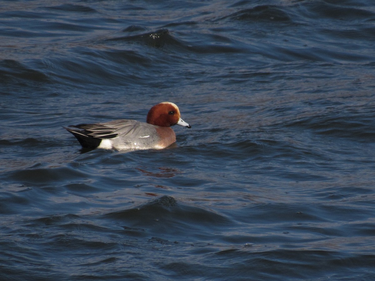 Eurasian Wigeon - ML421526291