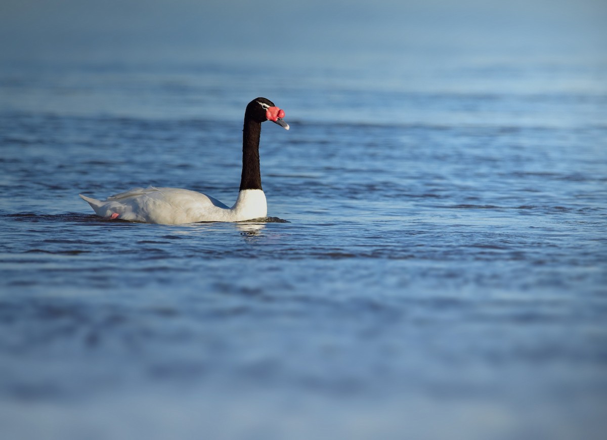 ברבור שחור-צוואר - ML421529241