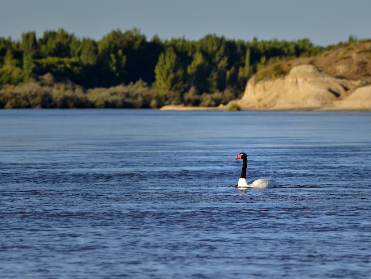 ברבור שחור-צוואר - ML421529271
