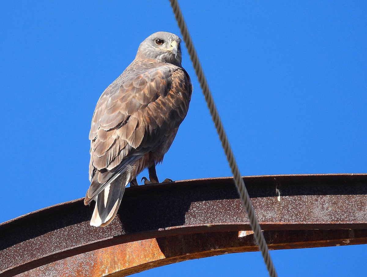 Ferruginous Hawk - ML421531261