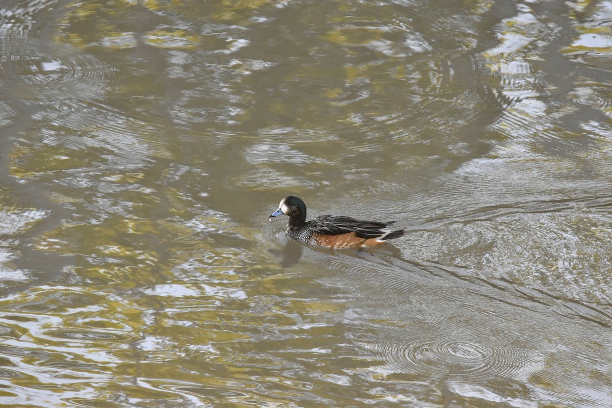 Chiloe Wigeon - ML421531291