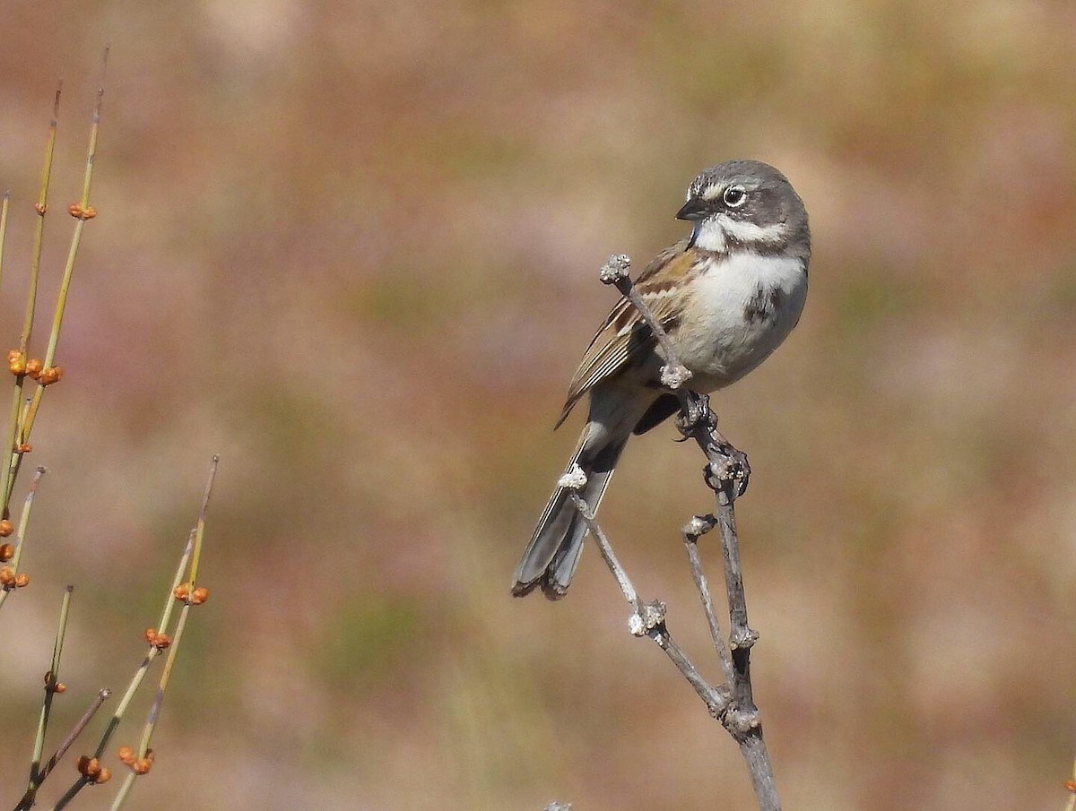 Bell's Sparrow - ML421531351