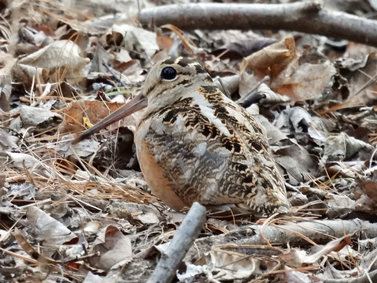 American Woodcock - ML421531621