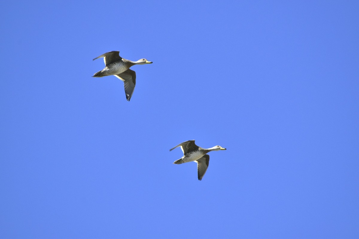 Yellow-billed Pintail - ML421531871