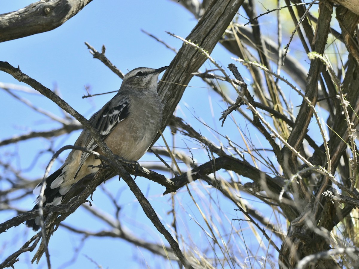Chalk-browed Mockingbird - ML421532551