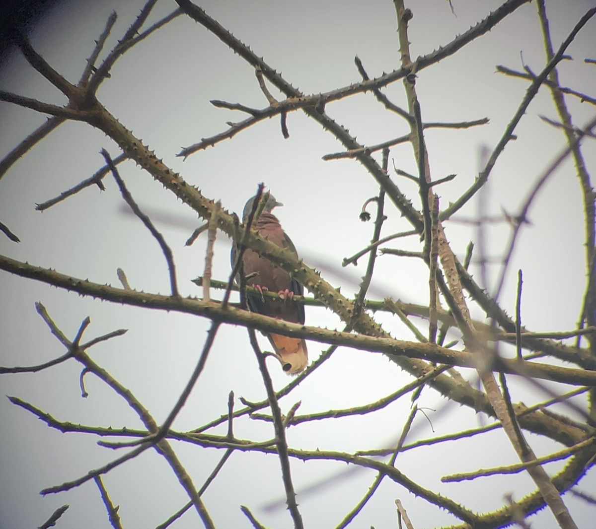 Bronze-naped Pigeon - Rose Leach