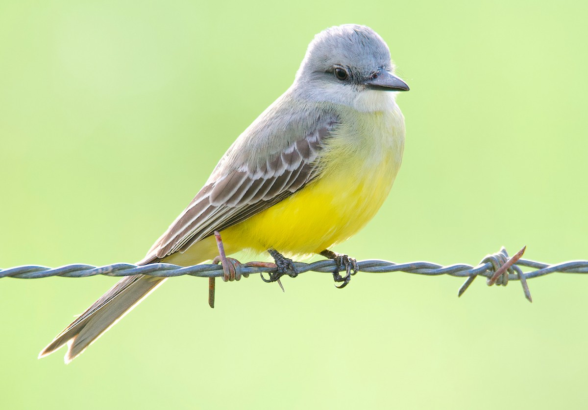 Tropical Kingbird - ML421536721