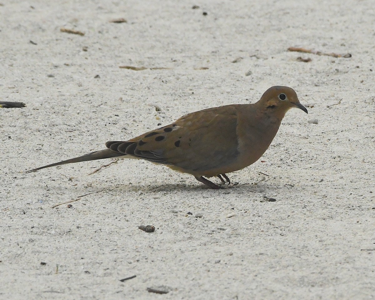 Mourning Dove - ML421537161