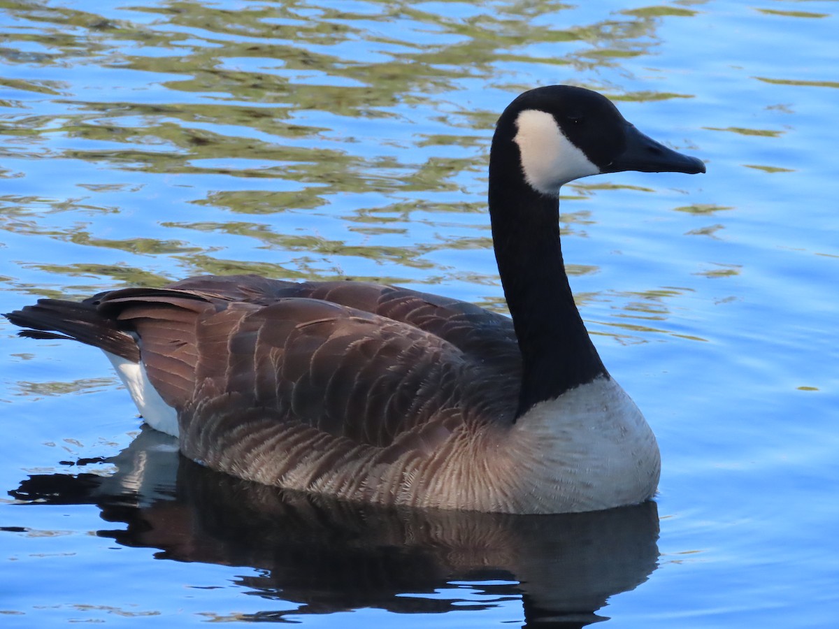 Канад галуу - ML421538341