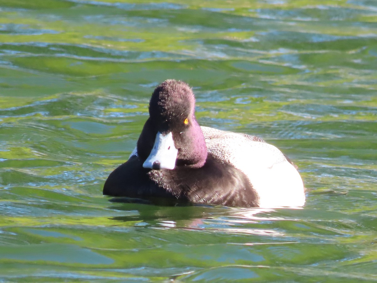 Lesser Scaup - ML421538371