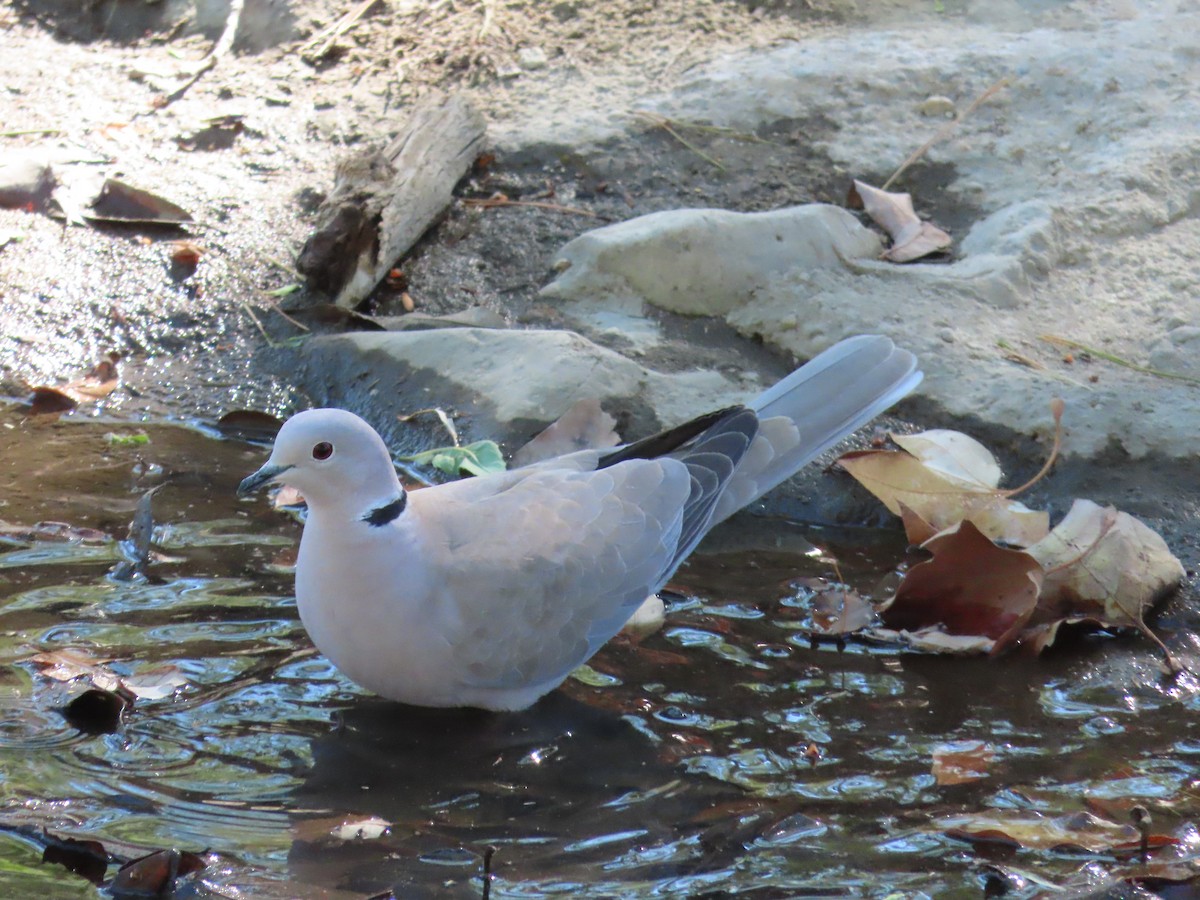 Буулгат хүүрзгэнэ - ML421538451