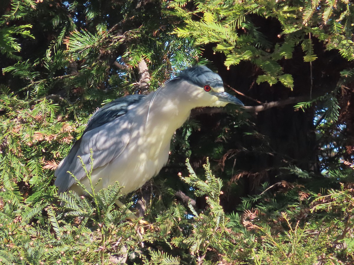 Ногоовор зашин - ML421538531