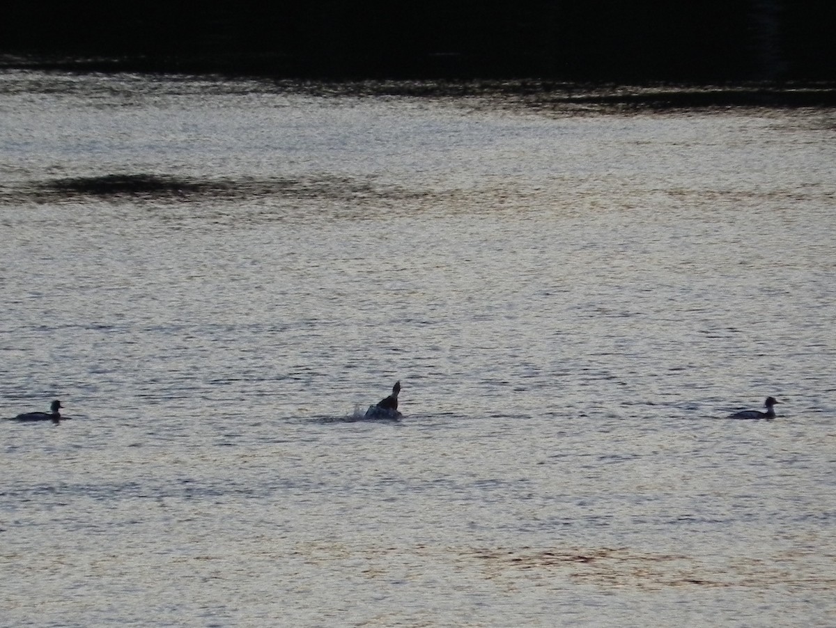 Red-breasted Merganser - ML421539301