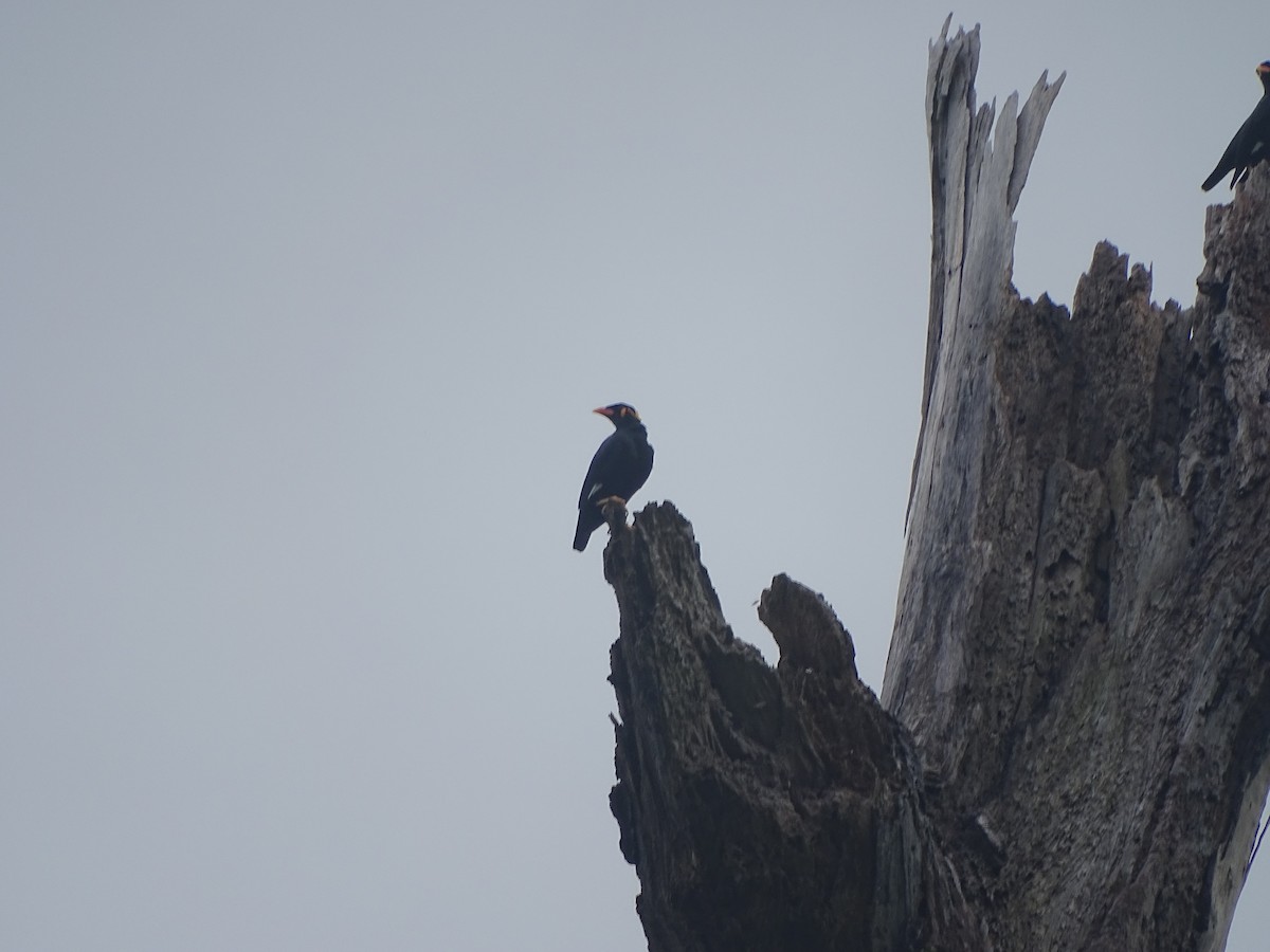 Common Hill Myna - ML421539581