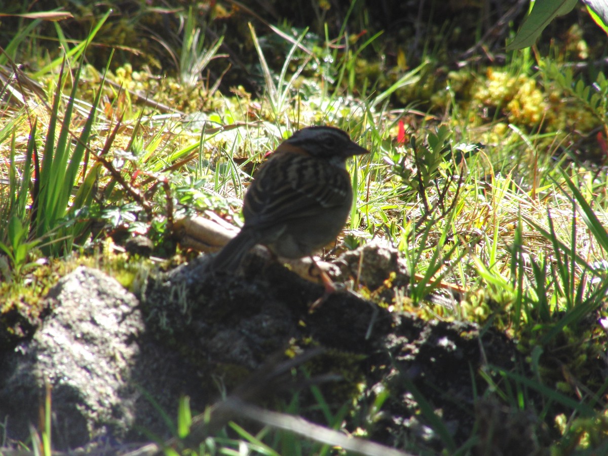 Rufous-collared Sparrow - ML42153971